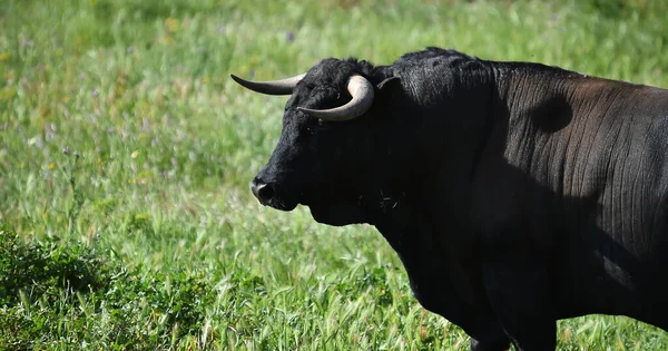 Spanischer Schwarzer Bulle Der Rinderfarm Spanien — Stockfoto