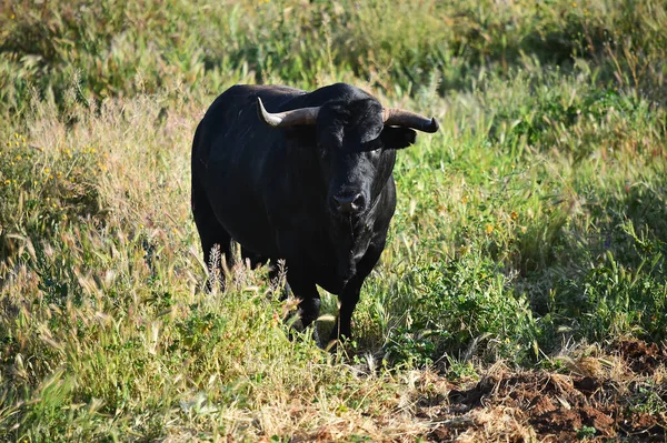 Spanya Daki Sığır Çiftliğinde Spanyol Siyah Boğası — Stok fotoğraf