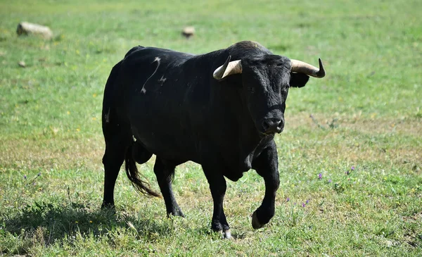 Spanish Black Bull Cattle Farm Spain — Stock Photo, Image