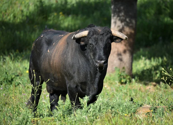 Toro Negro Español Granja Ganado España —  Fotos de Stock