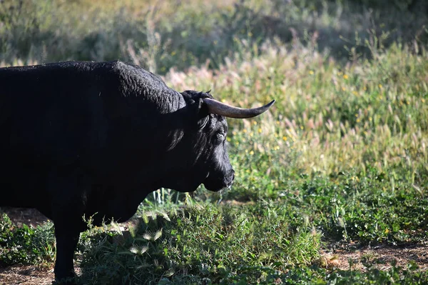 Ισπανός Μαύρος Ταύρος Στη Φάρμα Βοοειδών Στην Ισπανία — Φωτογραφία Αρχείου