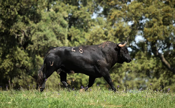 Touro Preto Espanhol Fazenda Gado Espanha — Fotografia de Stock