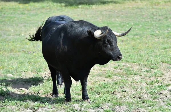 Spanska Svart Tjur Boskapsuppfödningen Spanien — Stockfoto