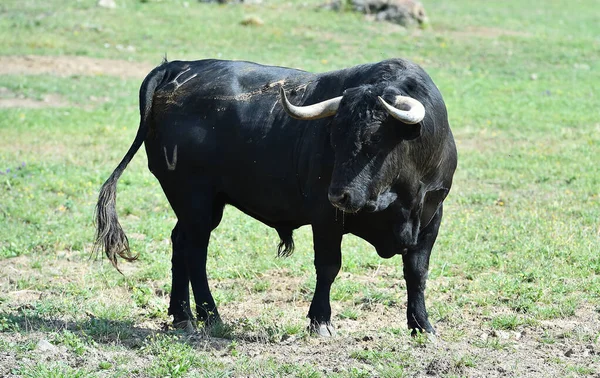 Taureau Noir Espagnol Dans Ferme Bovine Espagne — Photo