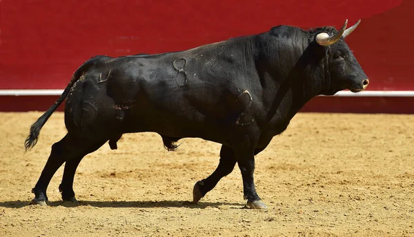 Boğa Güreşinin Spanyol Gösterisinde Boynuzları Büyük Siyah Bir Boğa Ringinde — Stok fotoğraf