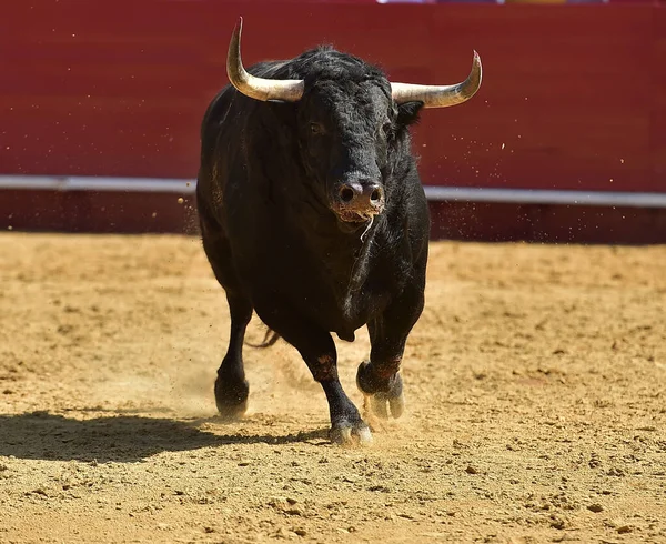 Touro Preto Com Grandes Chifres Espetáculo Espanhol Tourada Arena Touros — Fotografia de Stock