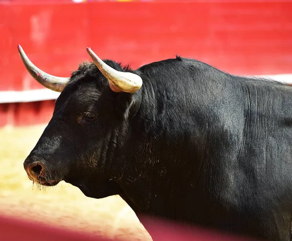 a black bull with big horns on the spanish spectacle of bullfight on the bullring arena