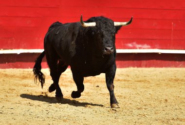 Boğa güreşinin İspanyol gösterisinde boynuzları büyük siyah bir boğa ringinde