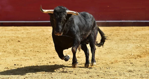 Touro Preto Com Grandes Chifres Espetáculo Espanhol Tourada Arena Touros — Fotografia de Stock