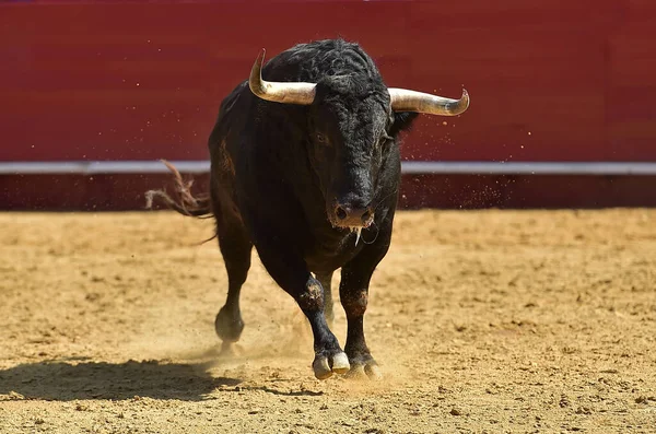 闘牛場での闘牛のスペインの光景に大きな角を持つ黒い雄牛 — ストック写真