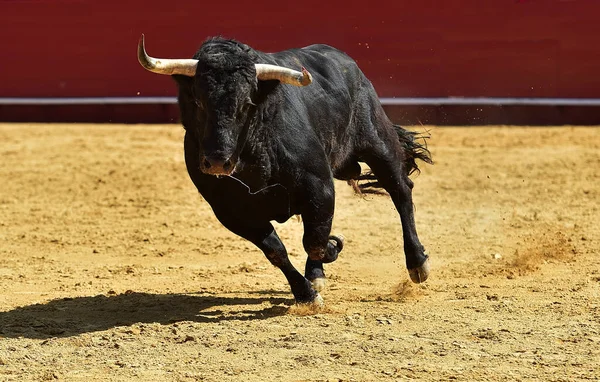 Een Zwarte Stier Met Grote Hoorns Het Spaanse Spektakel Van — Stockfoto