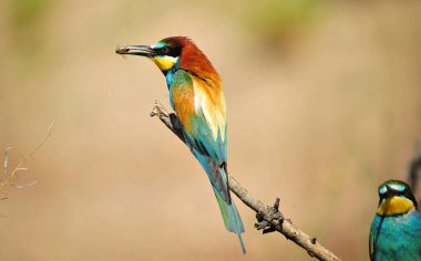 Ağaç dalında güzel renkleri olan güzel bir arı yiyici.