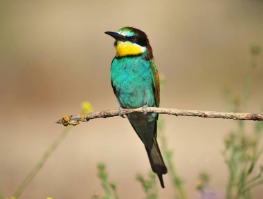Ağaç dalında güzel renkleri olan güzel bir arı yiyici.