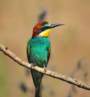 Ağaç dalında güzel renkleri olan güzel bir arı yiyici.