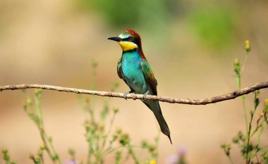 Ağaç dalında güzel renkleri olan güzel bir arı yiyici.