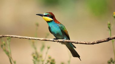 Ağaç dalında güzel renkleri olan güzel bir arı yiyici.