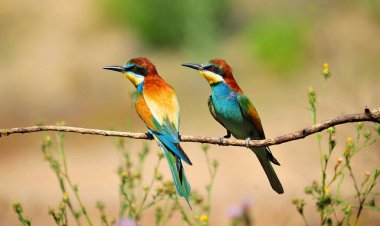 Ağaç dalında güzel renkleri olan güzel bir arı yiyici.