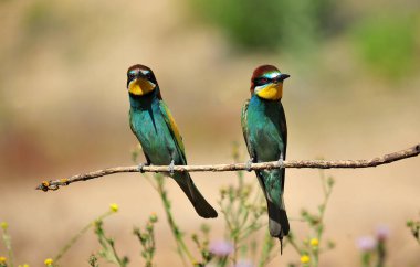 Ağaç dalında güzel renkleri olan güzel bir arı yiyici.