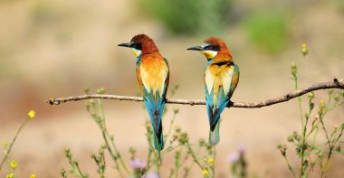 Ağaç dalında güzel renkleri olan güzel bir arı yiyici.