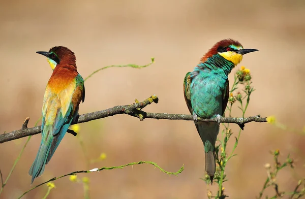 Ağaç dalında güzel renkleri olan güzel bir arı yiyici.