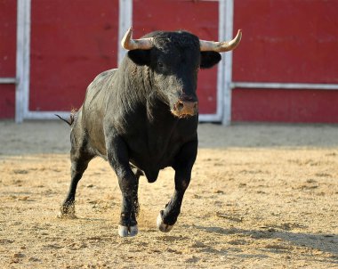 Boğa güreşinin geleneksel gösterisinde büyük boynuzlu İspanyol bir boğa.