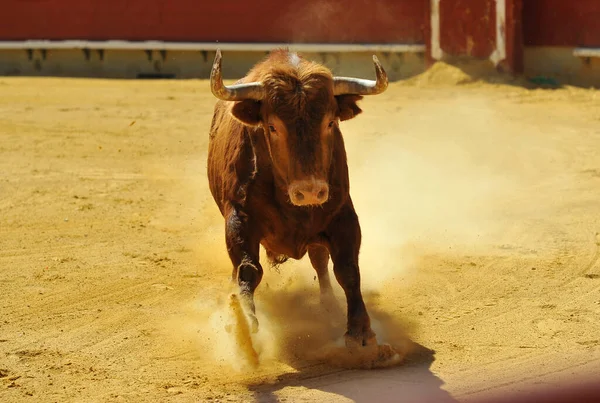 Spanish Big Bull Big Horns Bullring Traditional Spectacle Bullfight — Stock Photo, Image
