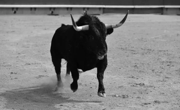 Grande Toro Spagnolo Con Grandi Corna Sul Bullring Uno Spettacolo — Foto Stock
