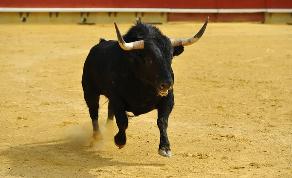 Ein Spanischer Großstier Mit Großen Hörnern Auf Der Stierkampfarena Einem — Stockfoto