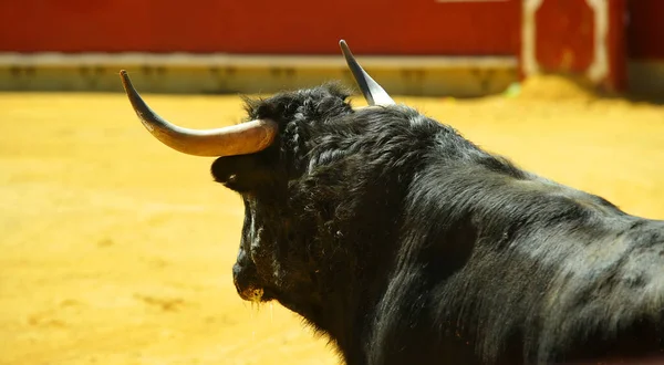 Grand Taureau Espagnol Avec Grandes Cornes Sur Arène Dans Spectacle — Photo