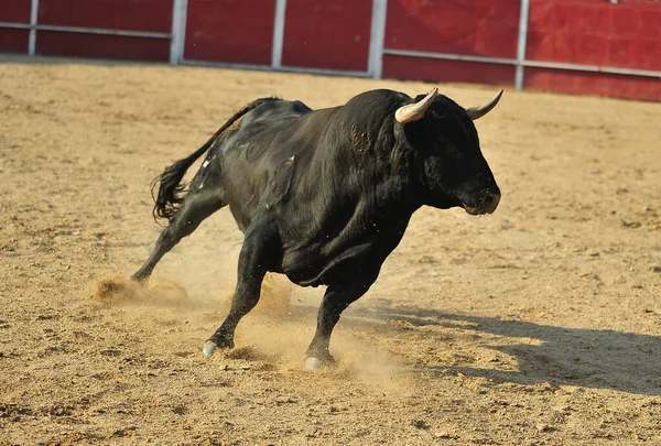 Een Spaanse Grote Stier Met Grote Hoorns Arena Een Traditioneel — Stockfoto