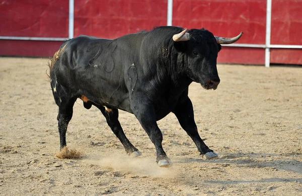 Grande Toro Spagnolo Con Grandi Corna Sul Bullring Uno Spettacolo — Foto Stock