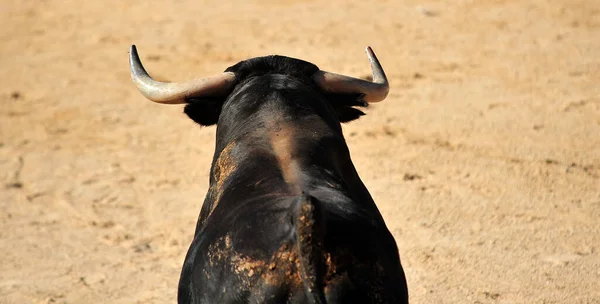 Ein Spanischer Großstier Mit Großen Hörnern Auf Der Stierkampfarena Einem — Stockfoto