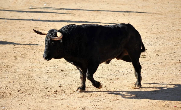 Іспанська Велика Бичка Великими Рогами Бику Традиційному Видовищі Бика — стокове фото