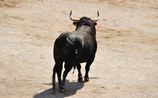 Spanish Big Bull Big Horns Bullring Traditional Spectacle Bullfight — Foto de Stock