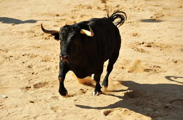 Toro Spagnolo Nel Bullring Spagnolo — Foto Stock