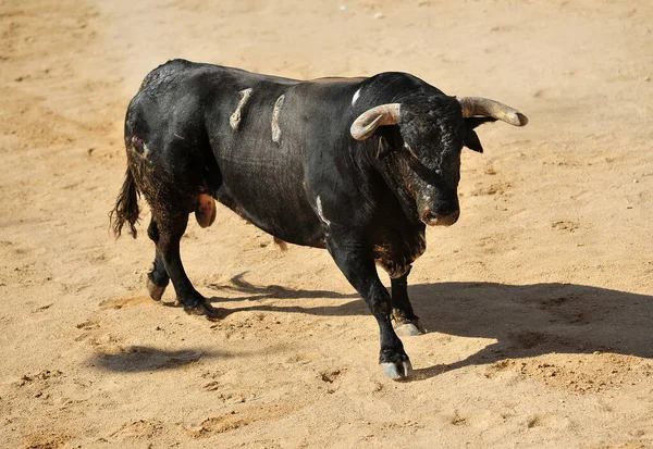 西班牙斗牛场里的西班牙公牛 — 图库照片