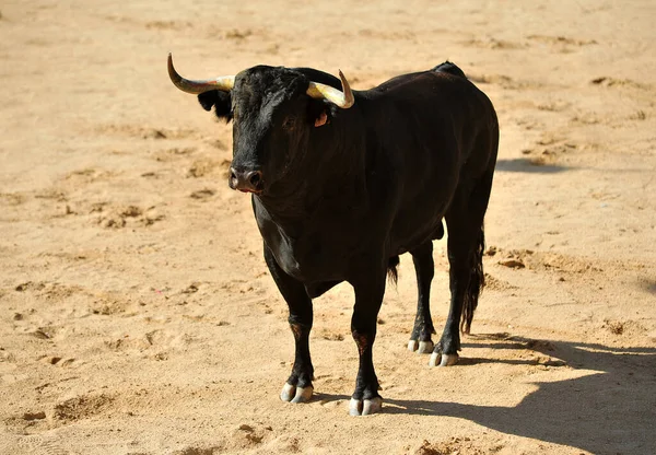 Ein Spanischer Stier Der Spanischen Stierkampfarena — Stockfoto