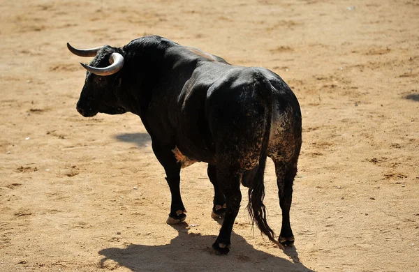 スペインの闘牛場でスペインの雄牛が — ストック写真