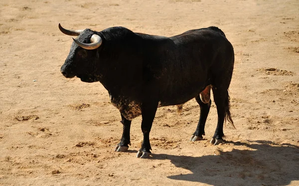 Taureau Espagnol Dans Les Arènes Espagnoles — Photo