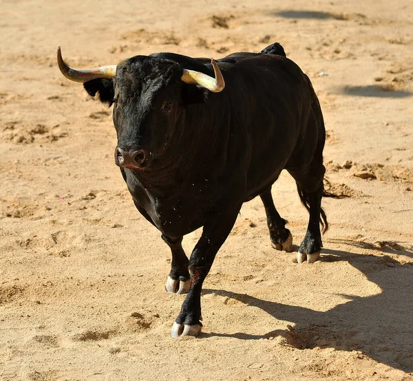 Spanyol Boğa Ringinde Bir Spanyol Boğası — Stok fotoğraf