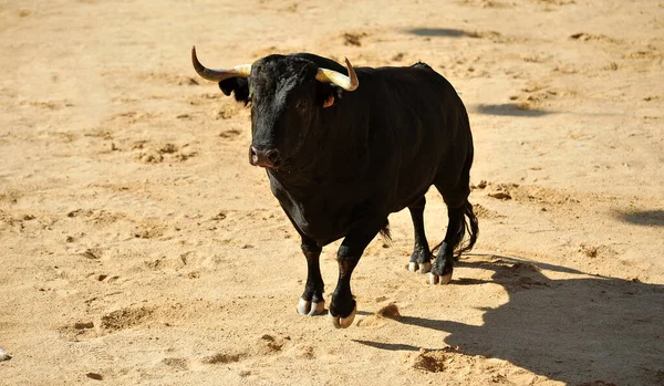 Taureau Espagnol Dans Les Arènes Espagnoles — Photo