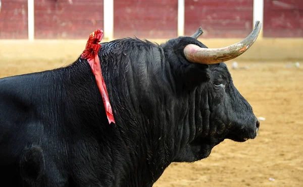 Ein Spanischer Stier Der Spanischen Stierkampfarena — Stockfoto