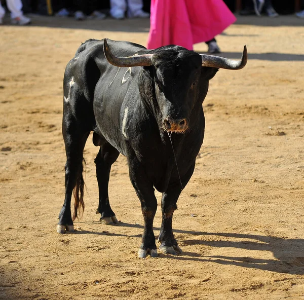 Spanish Bull Spanish Bullring —  Fotos de Stock