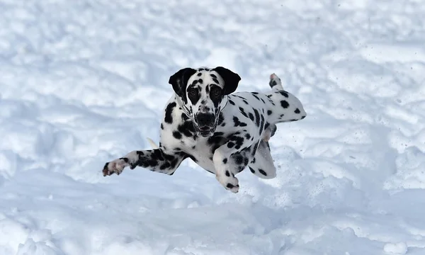 雪の中で美しいダルマチアの犬が — ストック写真