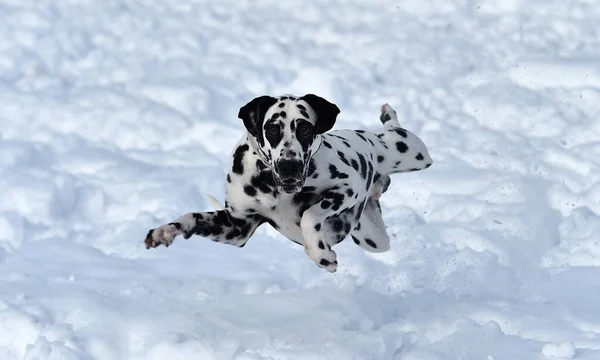 Bel Cane Dalmata Nella Neve — Foto Stock