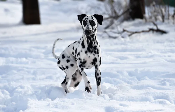 Lindo Cão Dálmata Neve — Fotografia de Stock