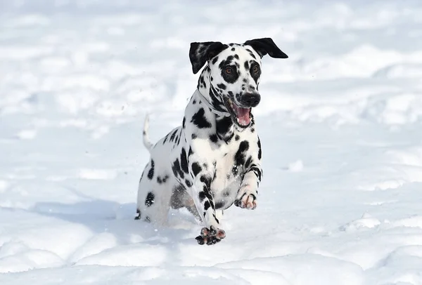 Krásný Dalmatský Pes Sněhu — Stock fotografie