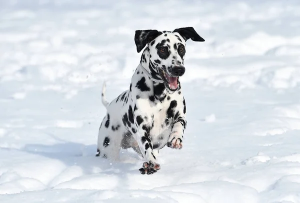 雪の中で美しいダルマチアの犬が — ストック写真