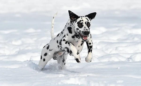 Ein Lieblicher Dalmatinischer Hund Schnee — Stockfoto