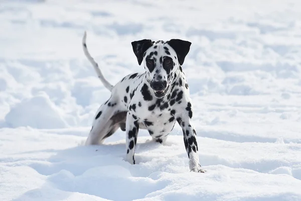 Ein Lieblicher Dalmatinischer Hund Schnee — Stockfoto